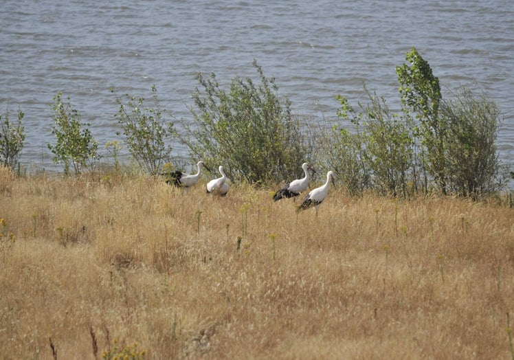 Cigüeñas blancas en la ribera del río.