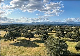 Imagen de la dehesa charra.