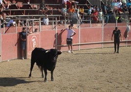 Tanteador de la ganadería Montalvo, de Juan Ignacio Pérez Tabernero.