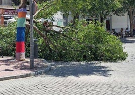 Imagen del árbol torcido en la Plaza del Oeste.