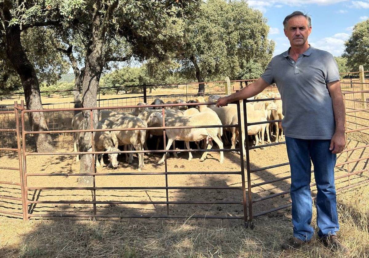 José Antonio Sánchez, con algunas de sus ovejas.