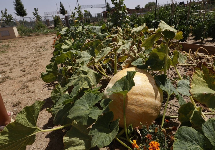 Calabazas en el huerto urbano.