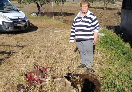 La ganadera Isabel Herrero, junto a ovejas que mató el lobo.