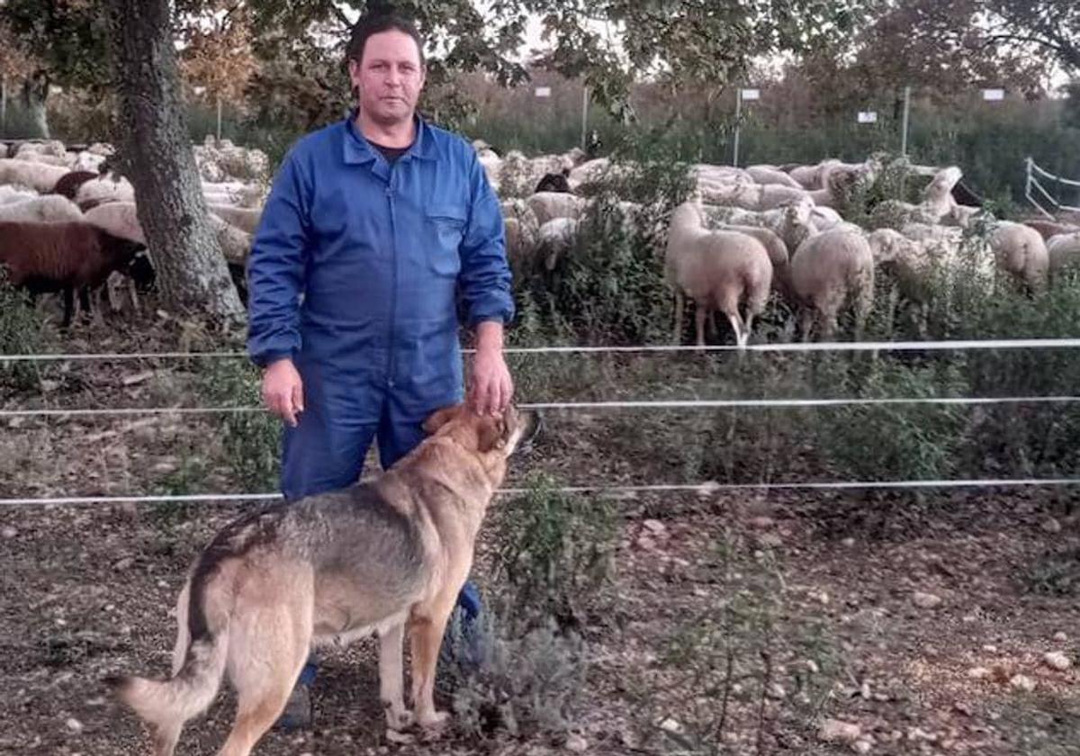 Rubén Mateos, con uno de sus perros y al fondo, parte de su rebaño.