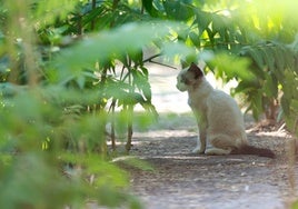 Uno de los gatos en el Palacete.