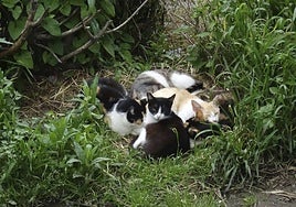Colonia de gatos en Salamanca.