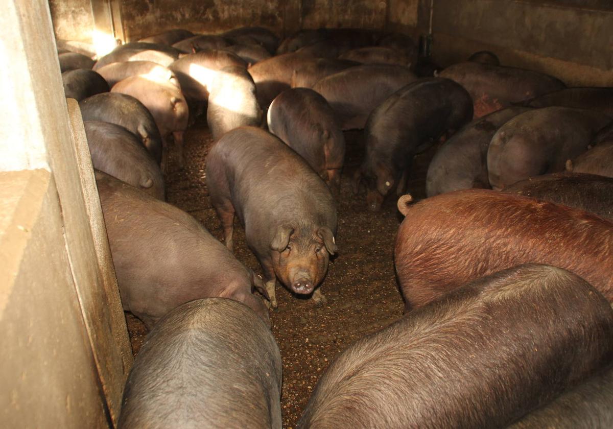 Cerdos en un matadero de Guijuelo.