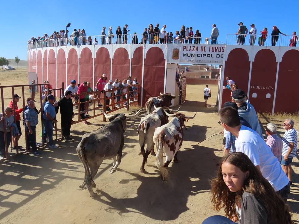 Dos bravos astados protagonizan el campero de Cantalpino