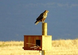 Caja nido para el control biológico de topillos.