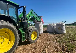 Patatas ya dispuestas para su transporte.