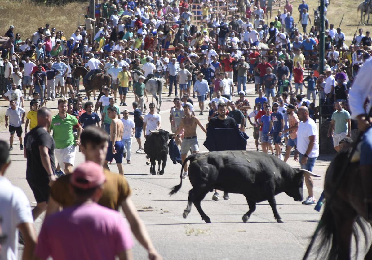 Una imagen de un encierro en las fiestas de Fuenteguinaldo.