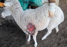 Oveja herida por el lobo en Encina de San Silvestre .