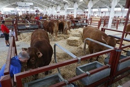 Ganado de raza limusín, recién llegado a la feria.