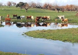 Ejemplares de ganado vacuno en plena naturaleza.