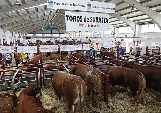 En la nave de limusín, hay un apartado de los 19 ejemplares, todos machos, que se subastarán este lunes. Posibles compradores -y también curiosos- se acercaron este domingo para verlos.