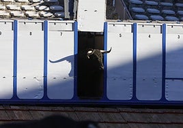 Uno de los toros de Vellosino se asoma desde la jaula del camión al ruedo de La Glorieta.