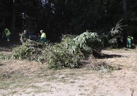 El concejal José Manuel Jerez supervisa los trabajos forestales.