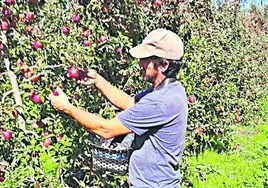 Omar Muñoz recoge manzanas de la explotación que tiene en Lagunilla. A su izquierda, la red antigranizo que ha instalado este año y espárragos entre kiwis.