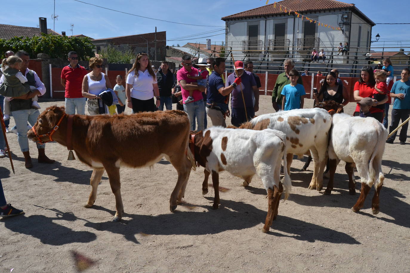 Bello y vistoso encierro a caballo en Bañobárez