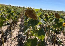 Campo de girasol en Salamanca.