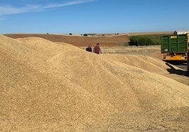 Cereal, en una era en una imagen de la última cosecha.