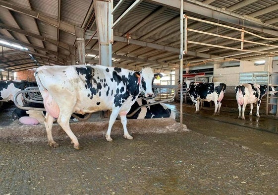 Vacas de la explotación de Esteban Alonso en la zona de los robots de ordeño.