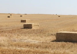 Pacas en una tierra.