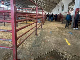 Mercado de ganado de Salamanca.