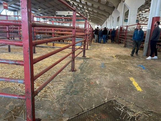 Mercado de ganado de Salamanca.