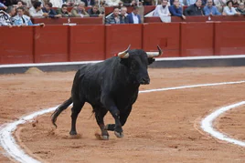 Querido, el Toro de Oro, en el ruedo de La Glorieta el pasado 20 de septiembre.