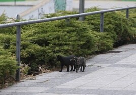 Gatos de la colonia del campo Vicente del Bosque.