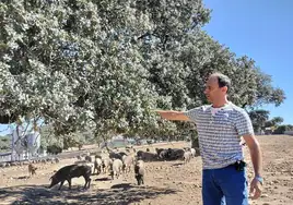 Faustino Prieto muestra las bellotas que tiene en la explotación.