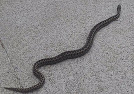 Una víbora hocicuda reptando por la calle.
