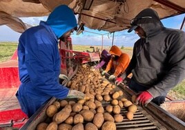 Cosecha de patatas con la selección.