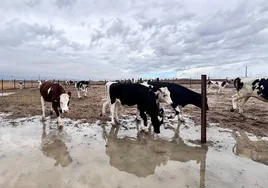 Vacas de leche en Paradinas, tras las lluvias.