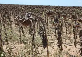 Girasoles a punto para la cosecha.