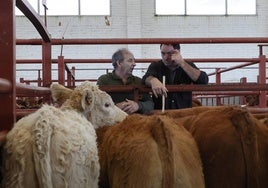 Dos usuarios del mercado de ganados celebrado este lunes, junto a un corral de terneros.