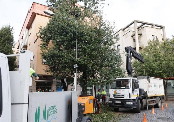 La tala de árboles en la plaza del Oeste, en imágenes