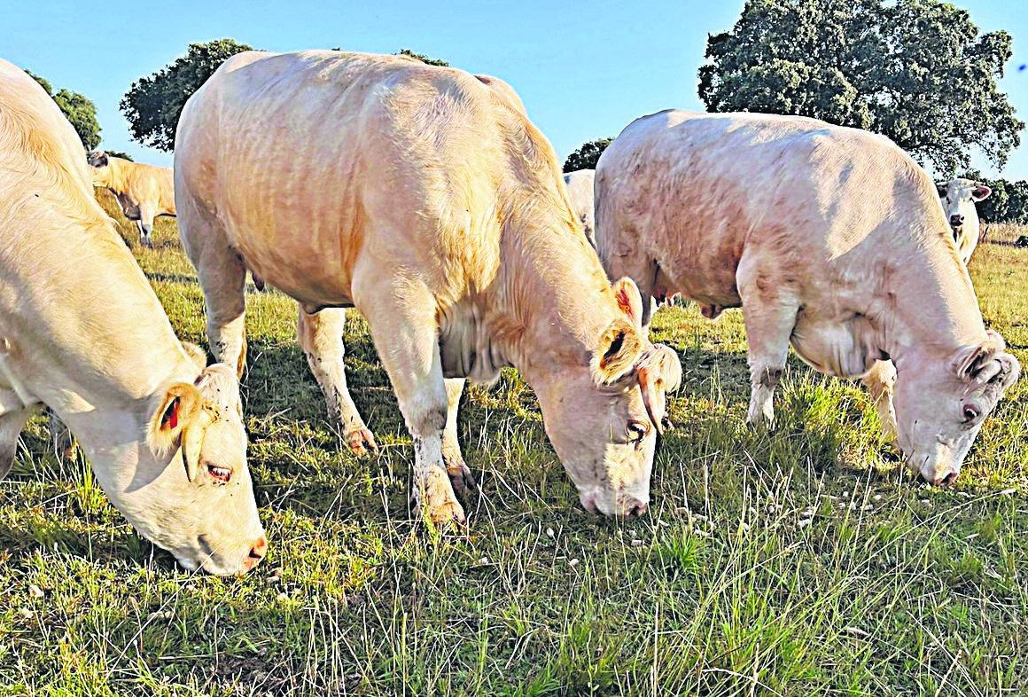 Unas vacas pastando en la provincia de Salamanca.