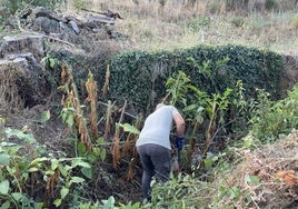 Trabajos de erradicación de una de estas especies en el río Francia.