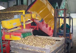 Entrada de patatas en el almacén.