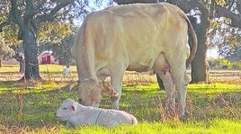 Dos animales en el campo salmantino.