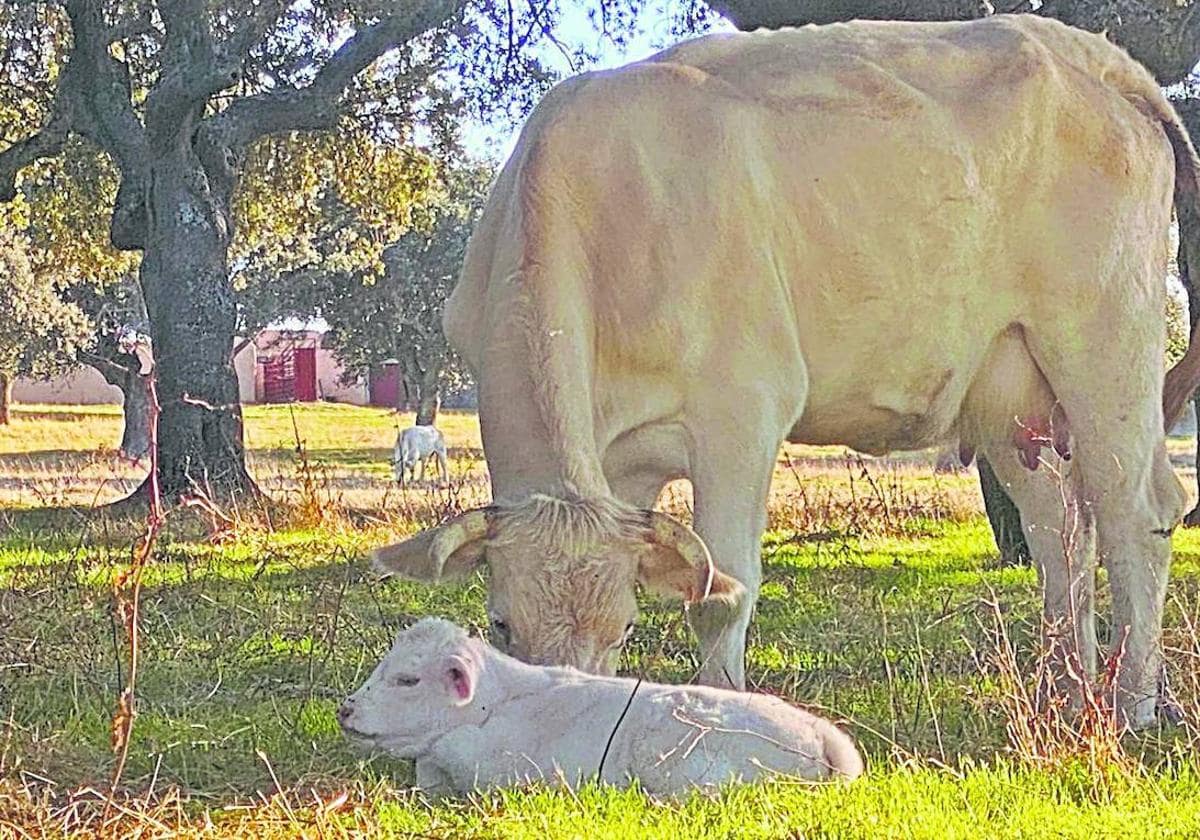 Dos animales en el campo salmantino.