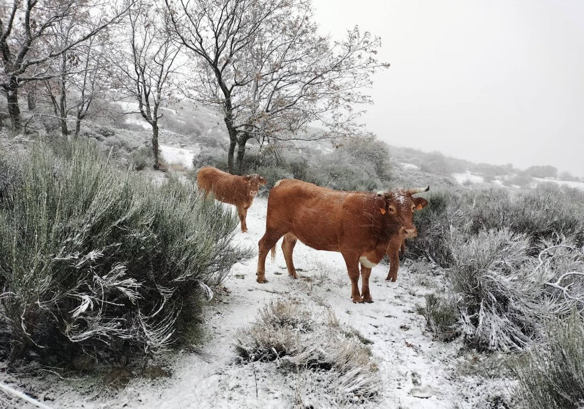 La nieve llega a Salamanca y cuaja en la carretera de subida a La Covatilla