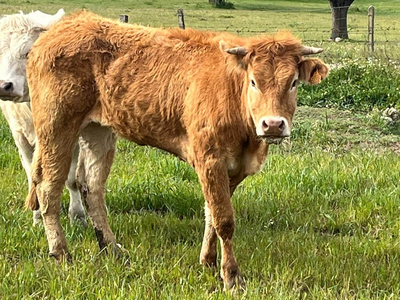 Vaca con síntomas de EHE.