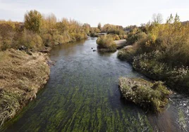 Tramo urbano del Tormes que debe limpiar el Ayuntamiento con el permiso de la CHD.