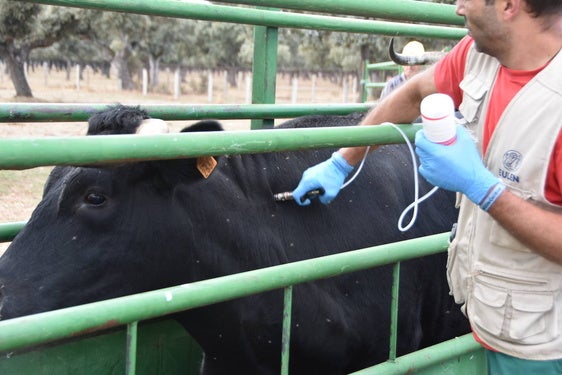 Vacunación de la lengua azul.