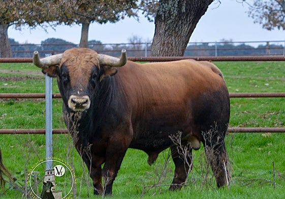 Triguero, elegido el próximo toro de San Nicolás.