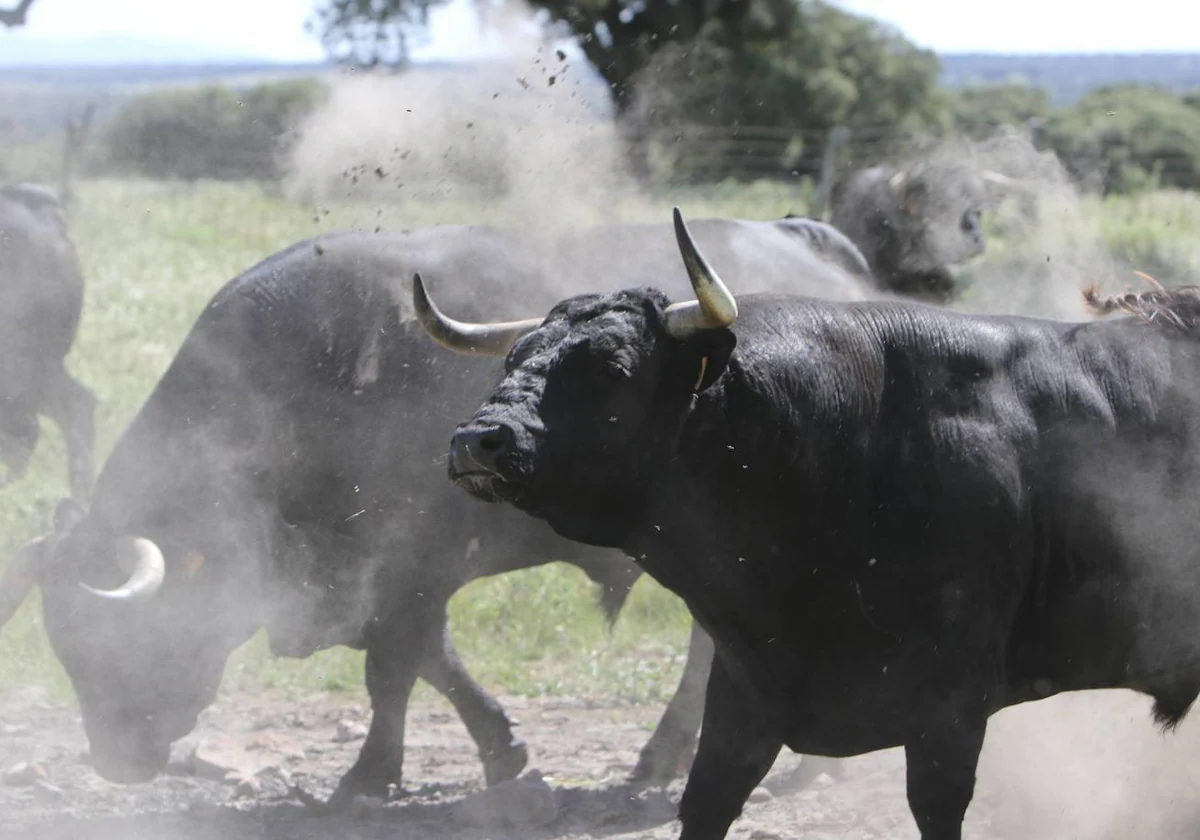 Toros de Juan Luis Fraile en la finca de Cojos.