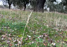 Bellota caída en una finca de Salamanca.